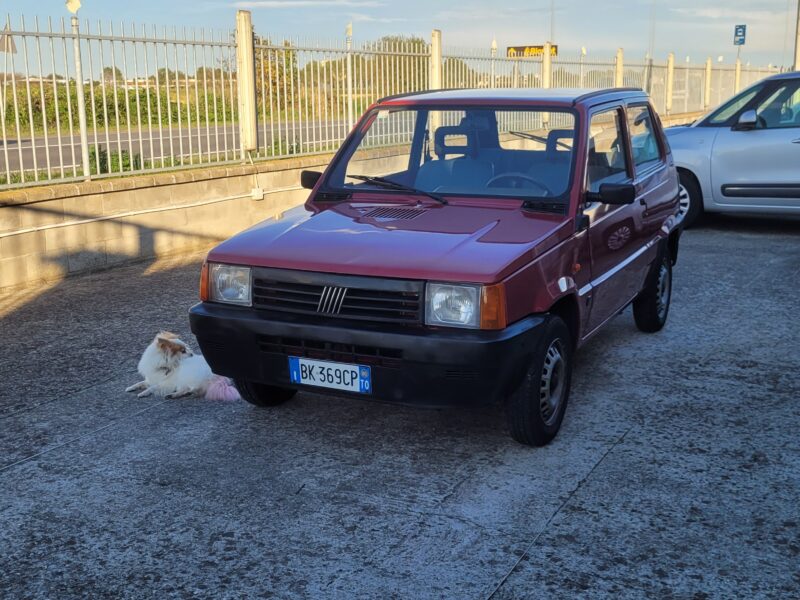Fiat Panda 900 i.e. cat Young